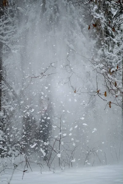 Nieve Cayendo Los Árboles Invierno Día Nublado Bosque — Foto de Stock