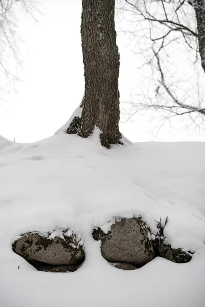 Snötäckta Träd Vinter Skog Mulen Dag Med Massor Snö — Stockfoto