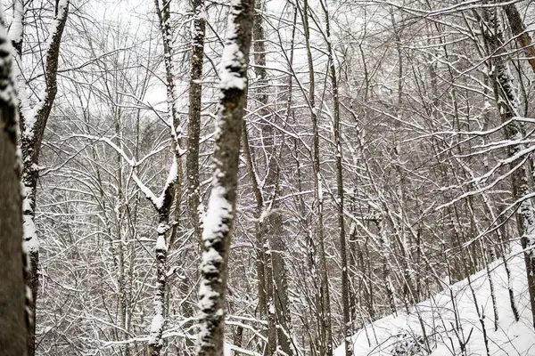 Alberi Innevati Nella Foresta Invernale Giornata Nuvolosa Con Tanta Neve — Foto Stock