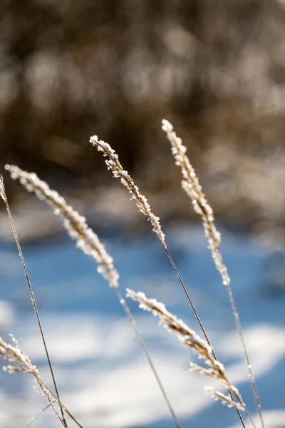 Frosty Grass Bents Winter Snowy Day Snow Cones Frozen — Stock Photo, Image