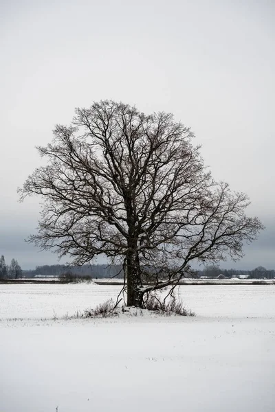 Kar Kış Ormandaki Ağaçlar Kaplı Kar Yükleri Ile Bulutlu Gün — Stok fotoğraf