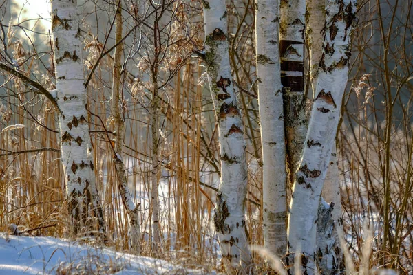 Eingefrorene Birken Werfen Schatten Schnee Winterfrost Auf Dem Ganzen Feld — Stockfoto