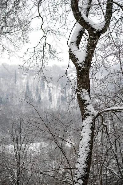 Árboles Cubiertos Nieve Bosque Invierno Día Nublado Con Montón Nieve — Foto de Stock