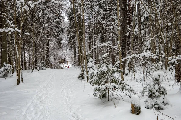 Árvores Cobertas Neve Floresta Inverno Dia Nublado Com Cargas Neve — Fotografia de Stock