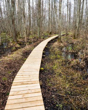 çıplak ağaçlar ile sonbahar orman bataklık bölgede ahşap tahta