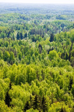 sonsuz Orman ağaçları ile uzak ufuk yaz günü yeşil yaprakları ile