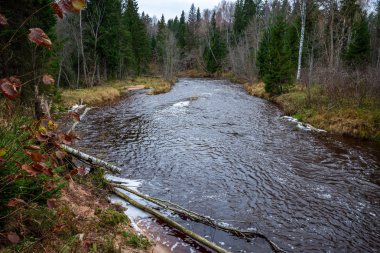Orman nehirde koyu kahverengi su ve kumtaşı kayalıklarla ile sonbahar