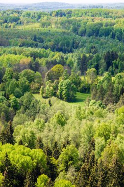 sonsuz Orman ağaçları ile uzak ufuk yaz günü yeşil yaprakları ile