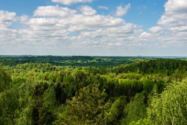 sonsuz Orman ağaçları ile uzak ufuk yaz günü yeşil yaprakları ile