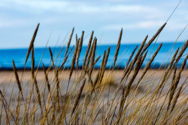kışın kuru ot bents ile deniz kıyısında arka plan bulanıklık