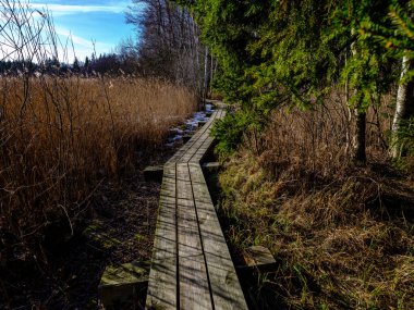 çıplak ağaçlar ile sonbahar orman bataklık bölgede ahşap tahta
