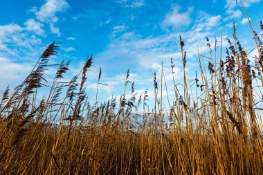 kışın kuru ot bents ile deniz kıyısında arka plan bulanıklık