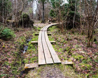 çıplak ağaçlar ile sonbahar orman bataklık bölgede ahşap tahta