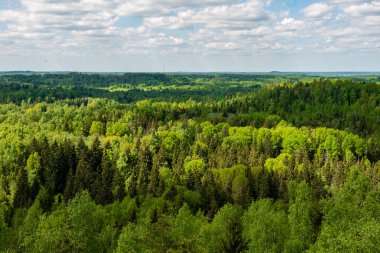 sonsuz Orman ağaçları ile uzak ufuk yaz günü yeşil yaprakları ile