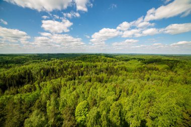 sonsuz Orman ağaçları ile uzak ufuk yaz günü yeşil yaprakları ile