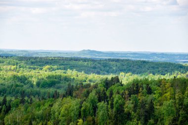 sonsuz Orman ağaçları ile uzak ufuk yaz günü yeşil yaprakları ile