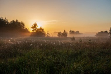 puslu yaz çayır sis ve ıslak otların arasında parlayan güneş ile renkli gündoğumu günbatımı