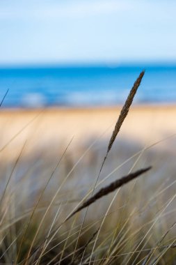 kışın kuru ot bents ile deniz kıyısında arka plan bulanıklık