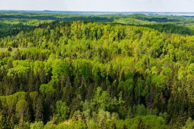sonsuz Orman ağaçları ile uzak ufuk yaz günü yeşil yaprakları ile