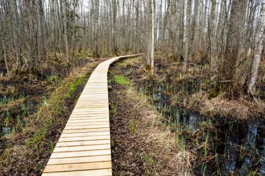 çıplak ağaçlar ile sonbahar orman bataklık bölgede ahşap tahta