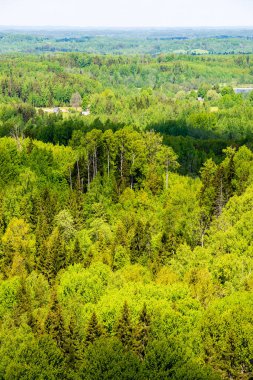 sonsuz Orman ağaçları ile uzak ufuk yaz günü yeşil yaprakları ile