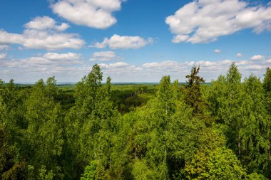 sonsuz Orman ağaçları ile uzak ufuk yaz günü yeşil yaprakları ile