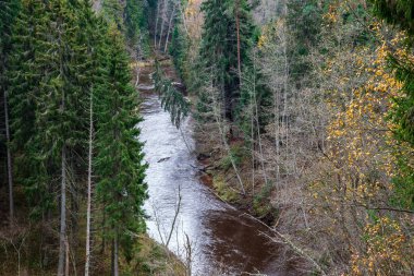 Orman nehirde koyu kahverengi su ve kumtaşı kayalıklarla ile sonbahar