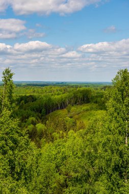 sonsuz Orman ağaçları ile uzak ufuk yaz günü yeşil yaprakları ile