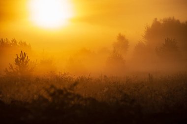 puslu yaz çayır sis ve ıslak otların arasında parlayan güneş ile renkli gündoğumu günbatımı