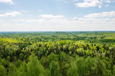 sonsuz Orman ağaçları ile uzak ufuk yaz günü yeşil yaprakları ile