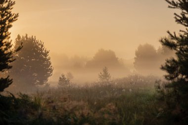 puslu yaz çayır sis ve ıslak otların arasında parlayan güneş ile renkli gündoğumu günbatımı