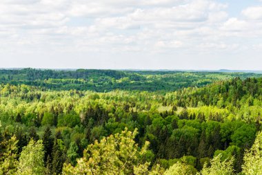 sonsuz Orman ağaçları ile uzak ufuk yaz günü yeşil yaprakları ile