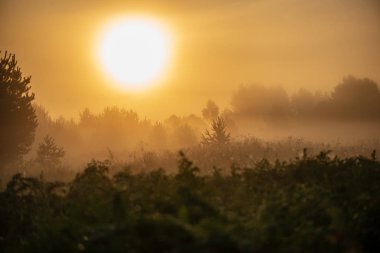 puslu yaz çayır sis ve ıslak otların arasında parlayan güneş ile renkli gündoğumu günbatımı