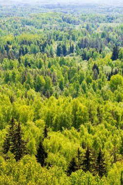 sonsuz Orman ağaçları ile uzak ufuk yaz günü yeşil yaprakları ile