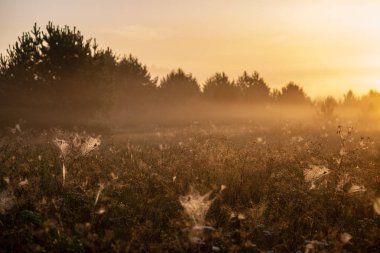 puslu yaz çayır sis ve ıslak otların arasında parlayan güneş ile renkli gündoğumu günbatımı