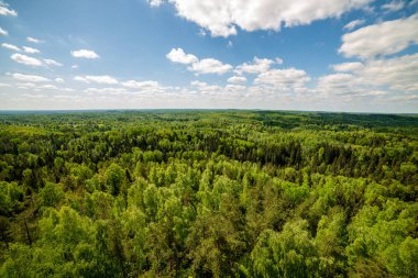 sonsuz Orman ağaçları ile uzak ufuk yaz günü yeşil yaprakları ile