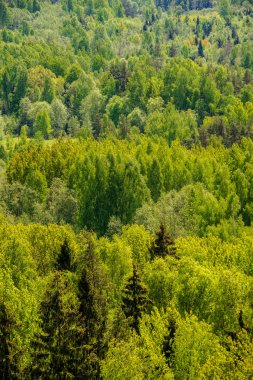 sonsuz Orman ağaçları ile uzak ufuk yaz günü yeşil yaprakları ile
