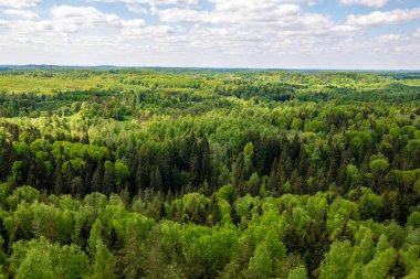 sonsuz Orman ağaçları ile uzak ufuk yaz günü yeşil yaprakları ile