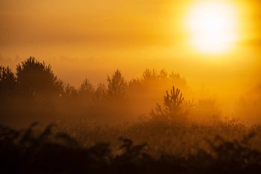 puslu yaz çayır sis ve ıslak otların arasında parlayan güneş ile renkli gündoğumu günbatımı