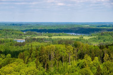 sonsuz Orman ağaçları ile uzak ufuk yaz günü yeşil yaprakları ile