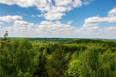sonsuz Orman ağaçları ile uzak ufuk yaz günü yeşil yaprakları ile