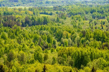 sonsuz Orman ağaçları ile uzak ufuk yaz günü yeşil yaprakları ile