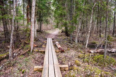 çıplak ağaçlar ile sonbahar orman bataklık bölgede ahşap tahta
