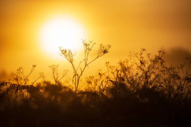 puslu yaz çayır sis ve ıslak otların arasında parlayan güneş ile renkli gündoğumu günbatımı