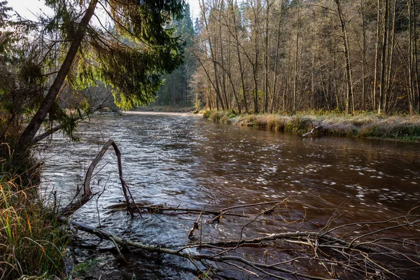 Forest River Het Najaar Met Donker Bruin Water Zandsteen Rotsen — Stockfoto
