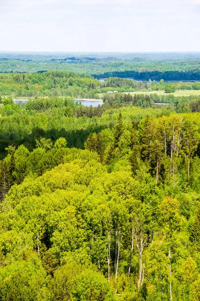 Végtelen Erdők Fák Zöld Lomb Nyári Nap Távoli Horizonton — Stock Fotó