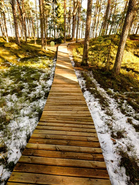 Houten Promenade Moeras Bosgebied Het Najaar Met Naakte Bomen — Stockfoto