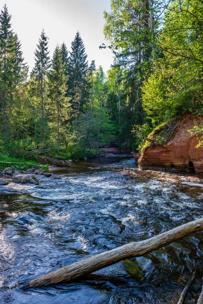 Zandstenen Rotsen Aan Kust Van Bos Rivier Zonnige Zomerdag Met — Stockfoto