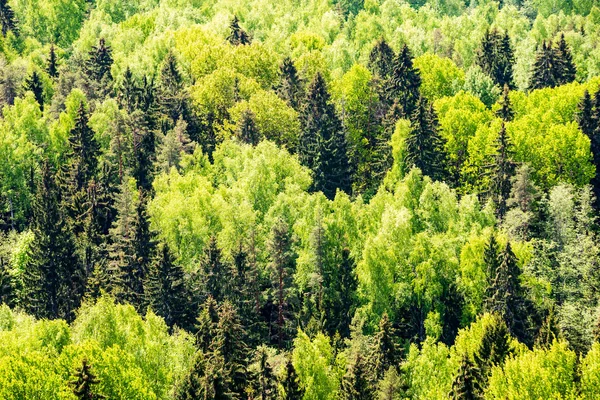 无尽的森林树木与绿色的树叶在夏天的日子与遥远的地平线 — 图库照片