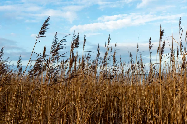 Dry Grass Bents Winter Sea Shore Blur Background — Stock Photo, Image
